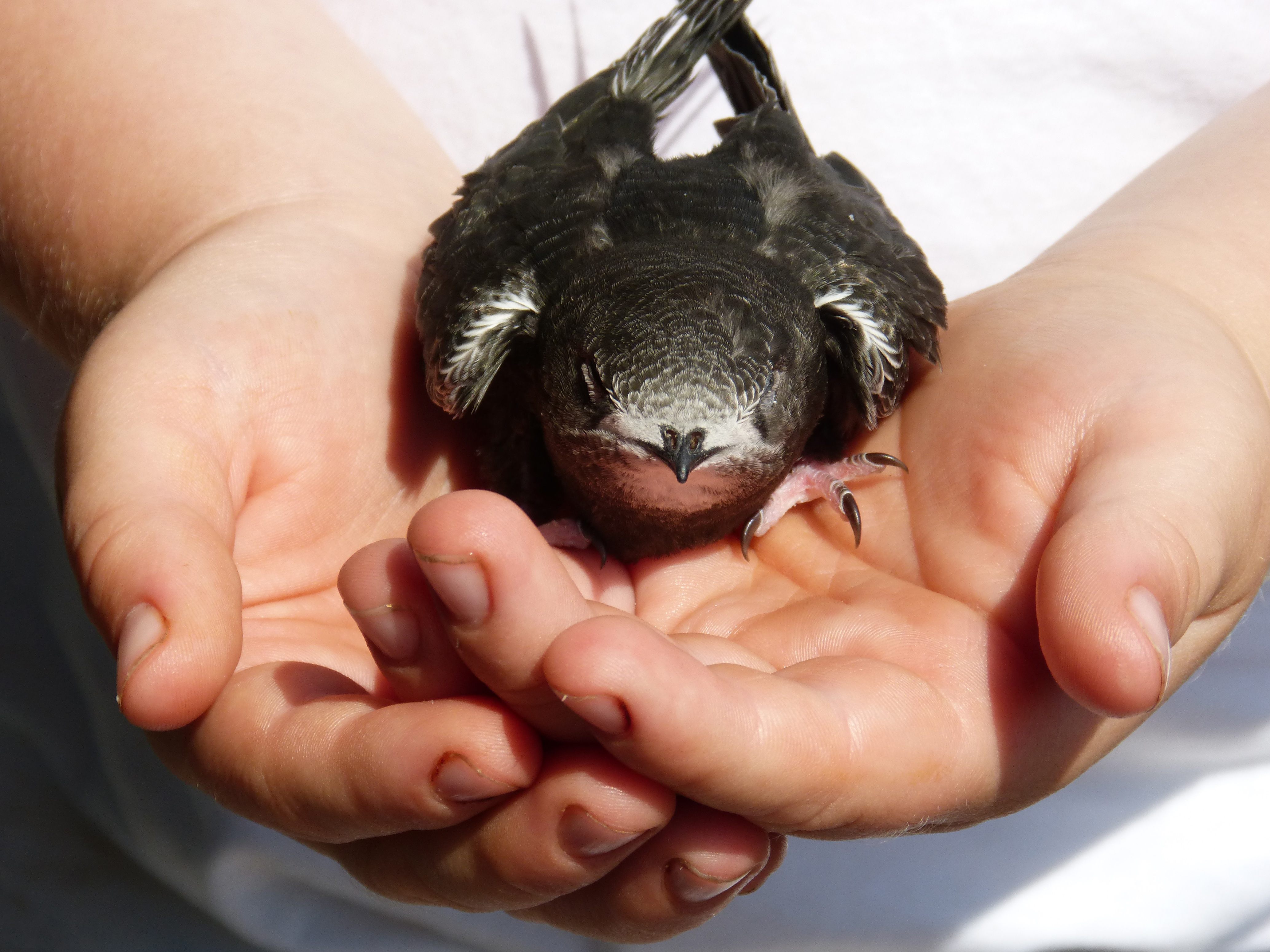 Mauersegler auf Hand
